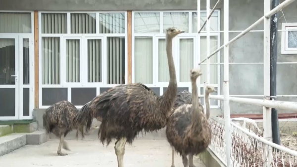 Сайрам ауданында түйеқұс өсіріле бастады