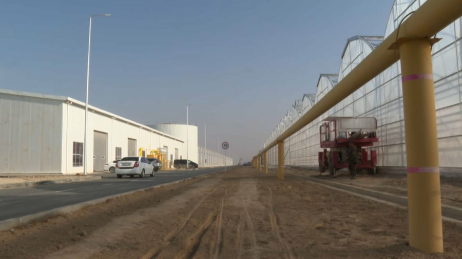 Шымкентте жаңа жылыжайдан алғашқы өнім алынды