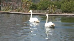 Лебеди вновь вернулись в ботанический сад Алматы