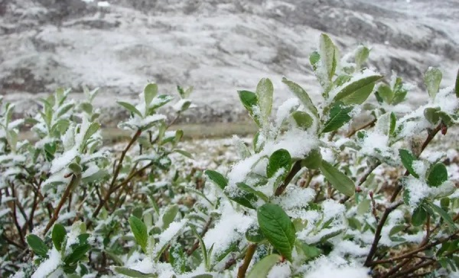 Майский снег: заморозки ожидаются в восьми регионах Казахстана