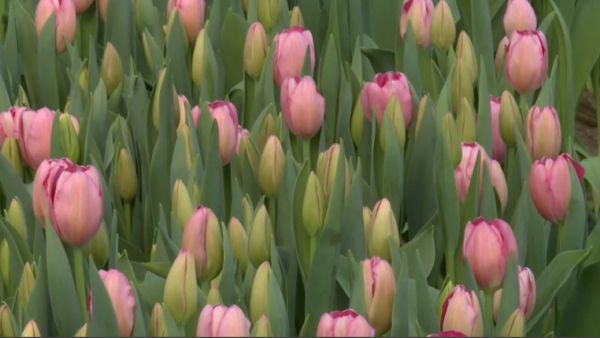 Жетісу облысының тұрғыны үйінің ауласында 30 мың түп қызғалдақ өсірді