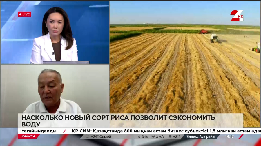 Новый сорт риса вывели в Казахстане. Серикбай Умирзаков