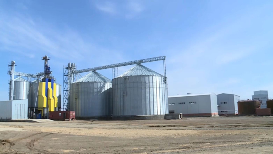 Ақтөбе облысында майлы дақыл алқаптарының үлесі артты