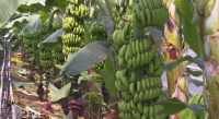 Түркістан облысында банан ағаштары өнім бере бастады