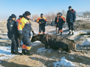 Жамбыл облысында құтқарушылар сиырды құдықтан алып шықты