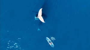 В Австралии сняли на видео «стоящего» на голове кита