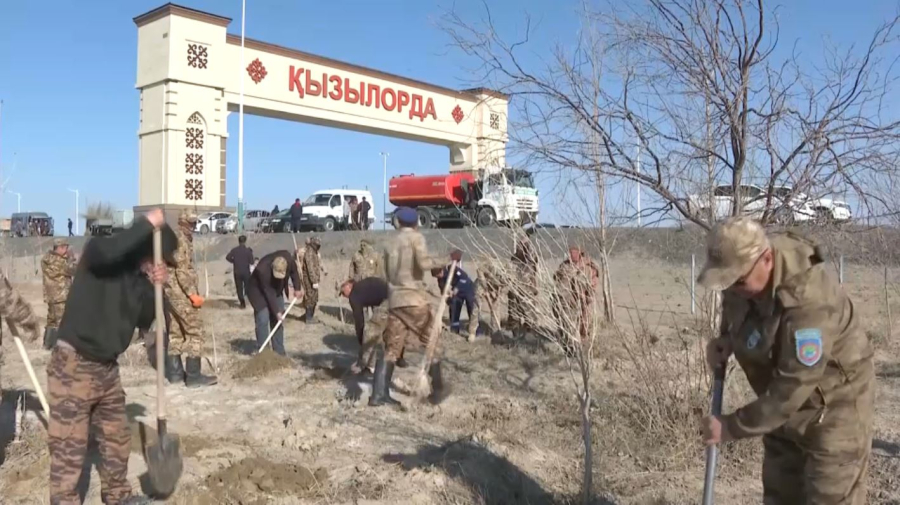 Қызылордада 5 мың көшет егіледі. LIVE