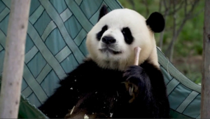 Центры разведения панд в Китае встречают гостей