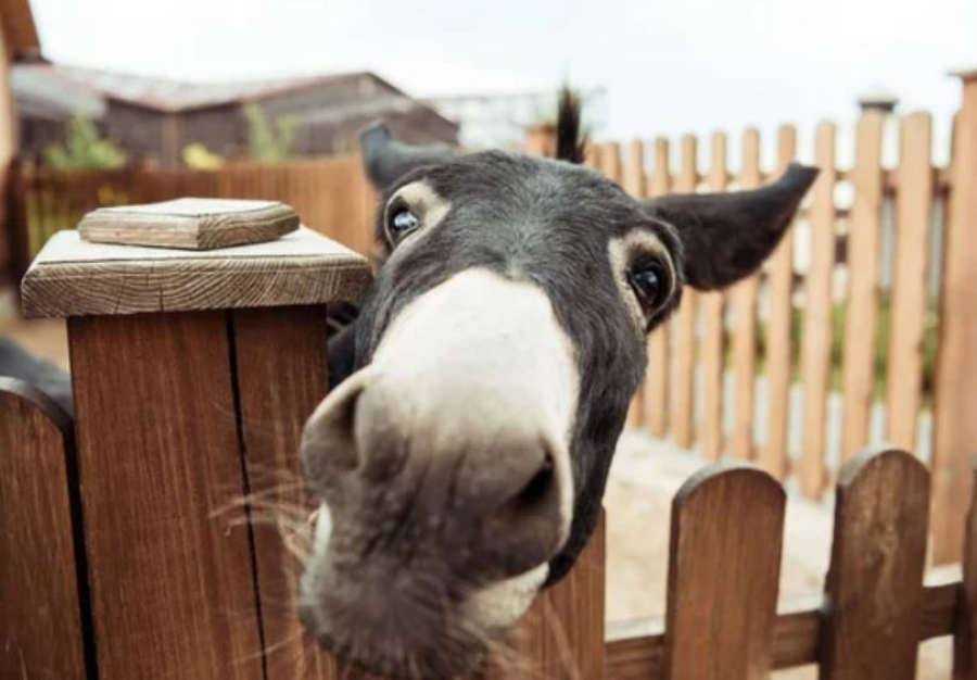 Как работают передвижные зоопарки и цирки в Казахстане