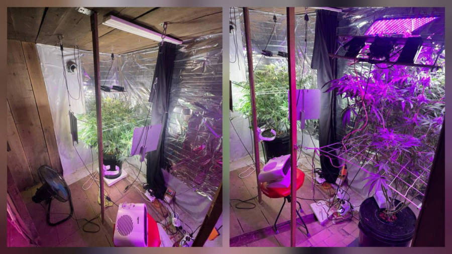 Подпольную фитолабораторию ликвидировали в Костанае