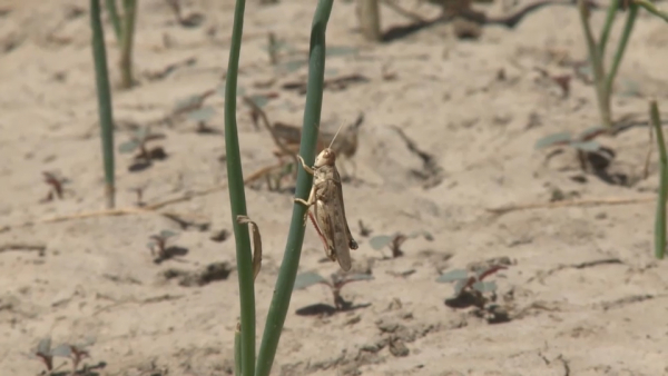 В каких регионах ожидается распространение саранчи