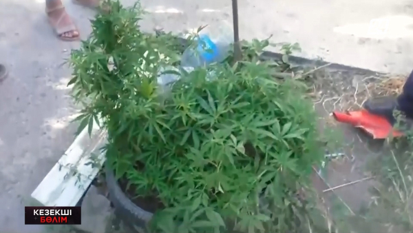 Таразда каннабис өсірген шетелдік азамат ұсталды | Кезекші бөлім