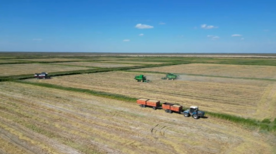 Треть урожая риса собрали в Кызылординской области