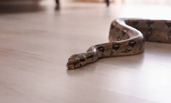 Две змеи в своем доме обнаружила жительница Алматинской области