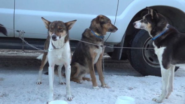 Аляскада иттер жарысы өтті