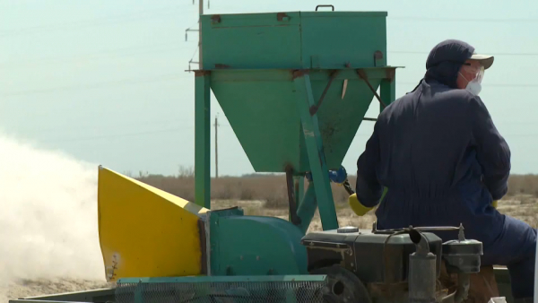 Очаги обитания клещей выявили в 115 населённых пунктах Кызылординской области