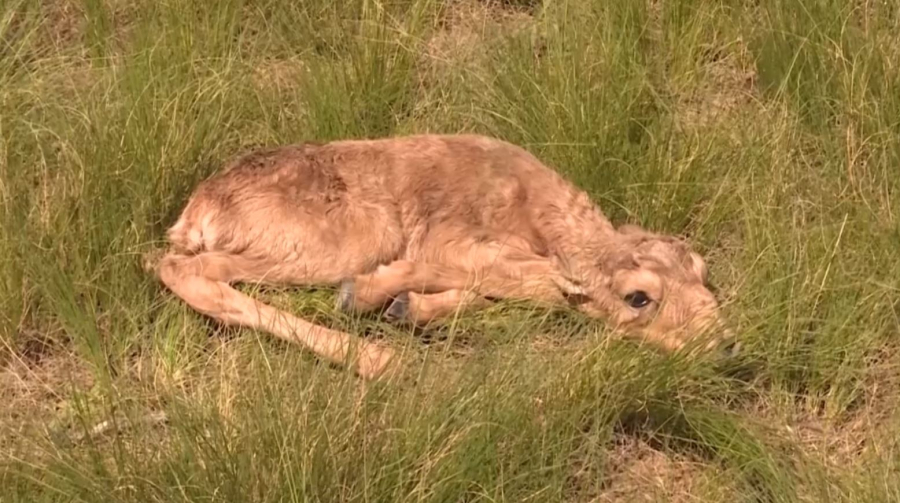 Өзбекстаннан киік ауып кетті