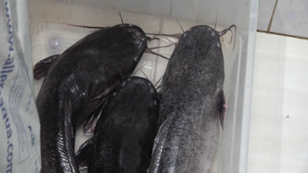 Ақтаудағы балық фермасында африкалық жайын өсіріледі