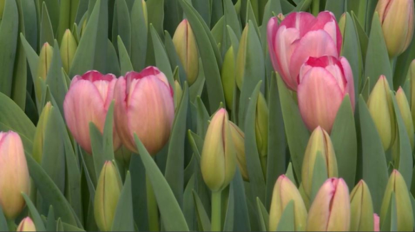 Сколько готовы потратить мужчины на подарок в честь 8 Марта