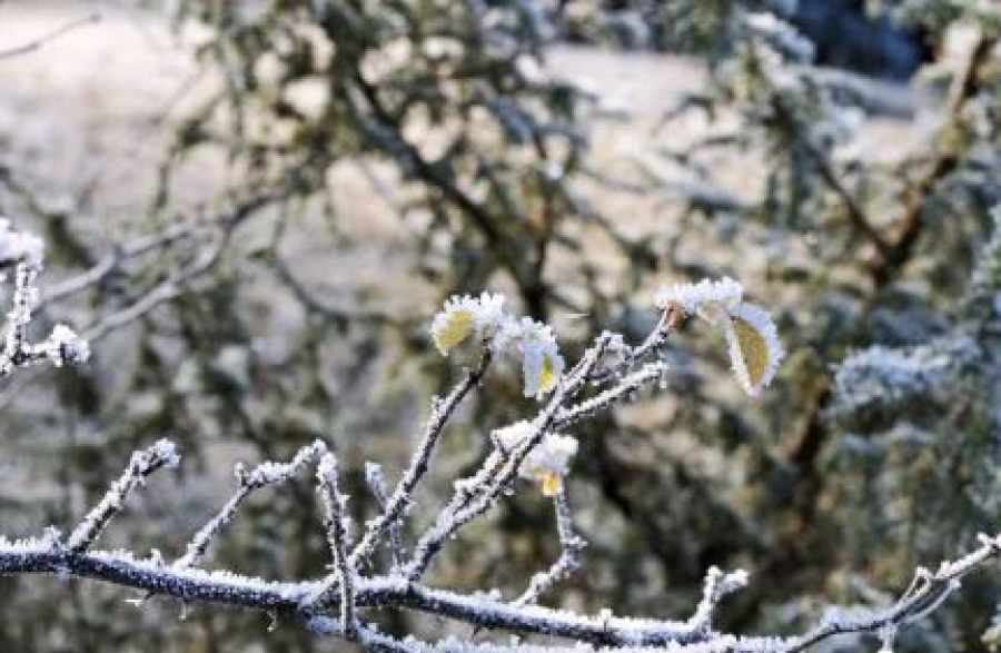 Заморозки и пыльные бури ожидаются в Казахстане