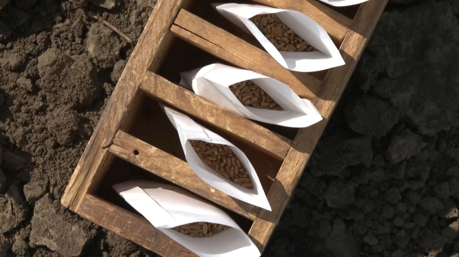 Ғалымдар бидайдың жаңа сұрпын шығарды