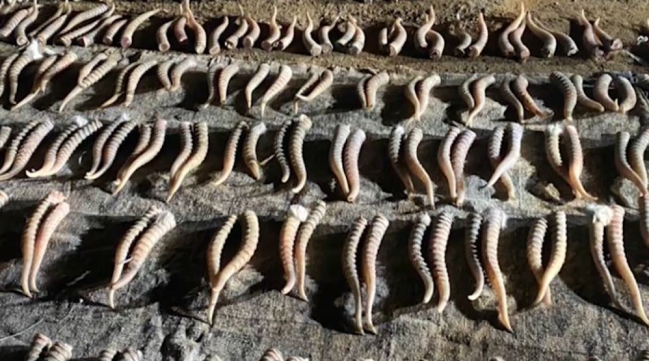 Больше 90 тысяч штук рогов сайги изъяли в ЗКО