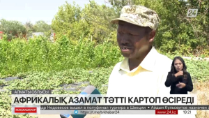 Алматы облысында Африкадан келген егінші батат картобын өсіріп отыр