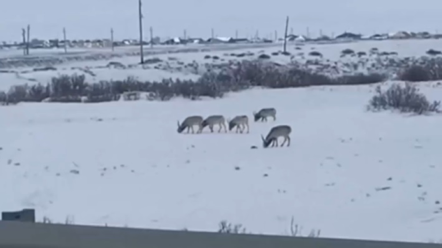 Сайгаки свободно пасутся в аулах Атырауской области