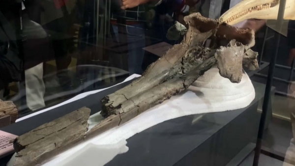 Ғалымдар алып дельфиннің бас сүйегін тапты