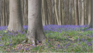 Знаменитый «Синий лес» зацвёл в Брюсселе