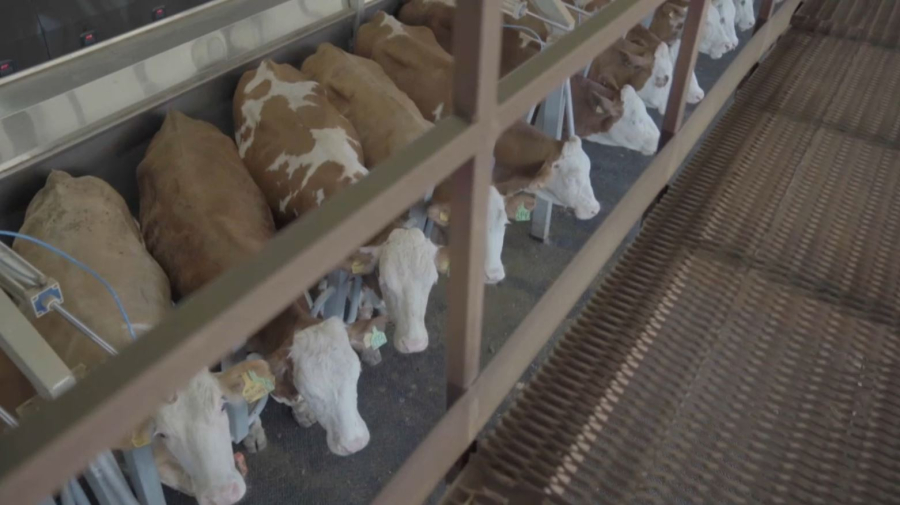 СҚО-да мал шаруашылығын дамытуға ₸10 млрд бөлінді