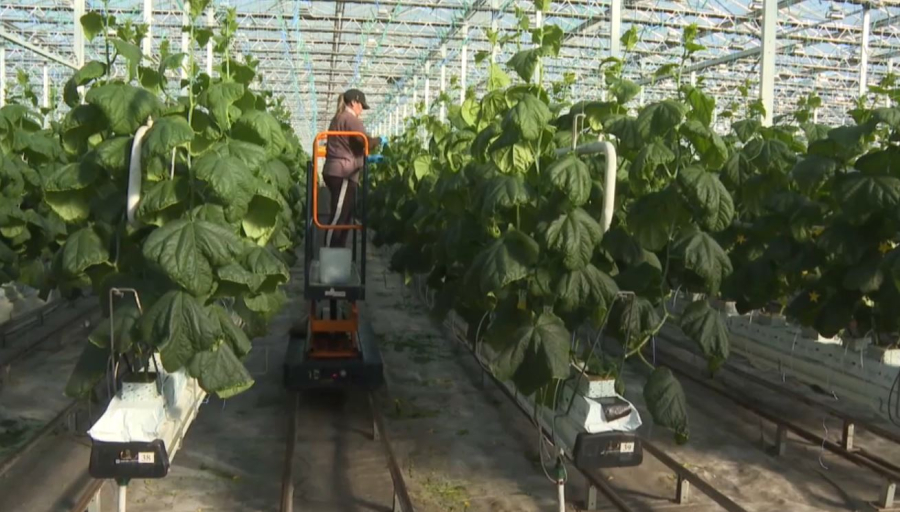 Екібастұзда отандық өніммен қамту көрсеткіші артты  