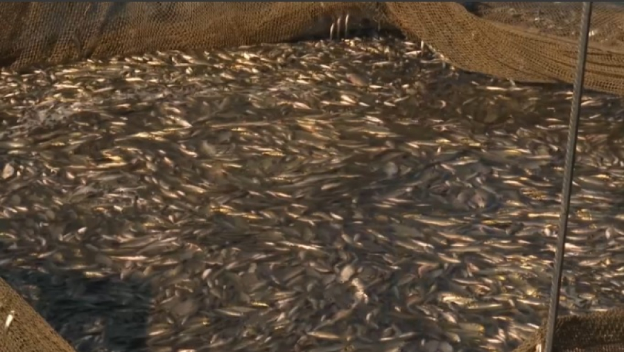 В Капшагай запустят 600 тысяч мальков