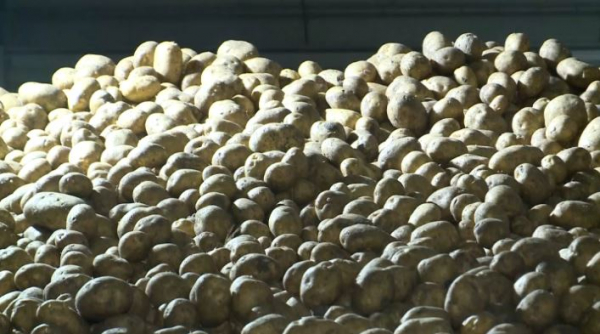 Костанайские фермеры вынуждены снижать цену на картофель