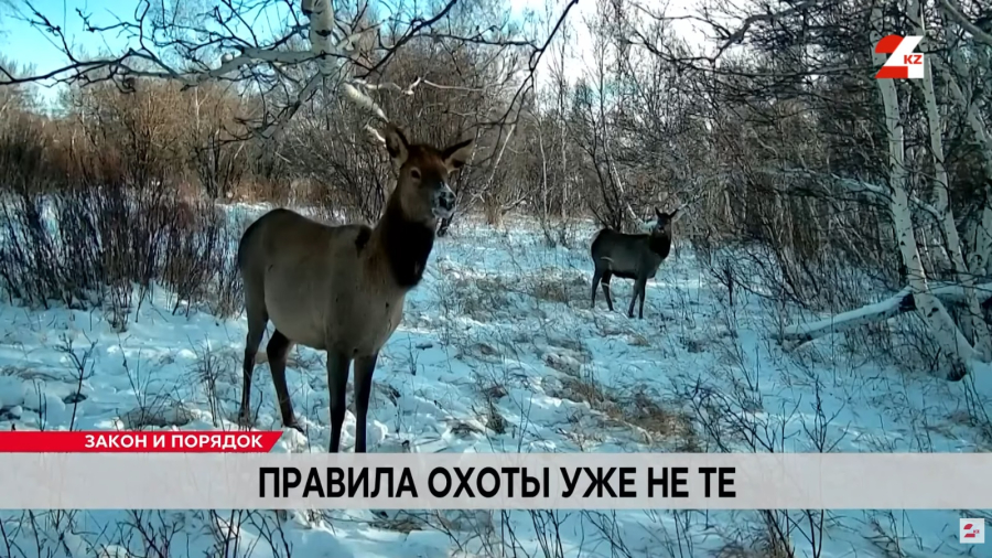 Охота на животных по-новому: запреты, штрафы и тюрьма