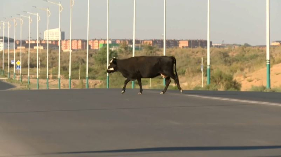 На дорогах Кызылорды усилили меры безопасности