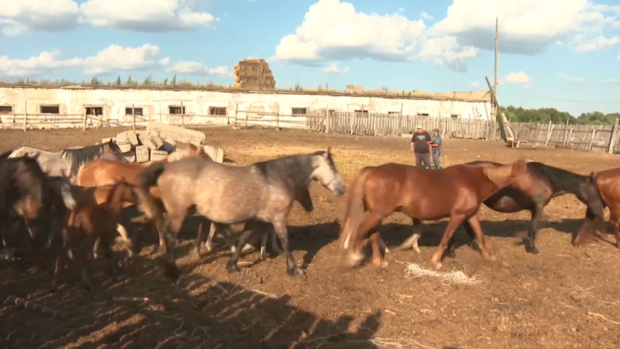 Абай облысында иесіз мал көбейіп кетті