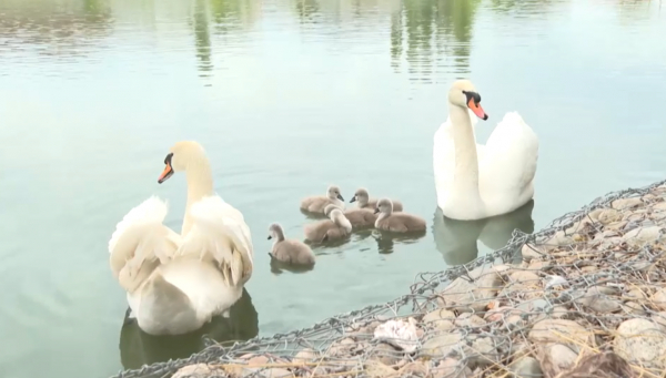 Тараздағы Жеңіс саябағында аққулар балапан басты