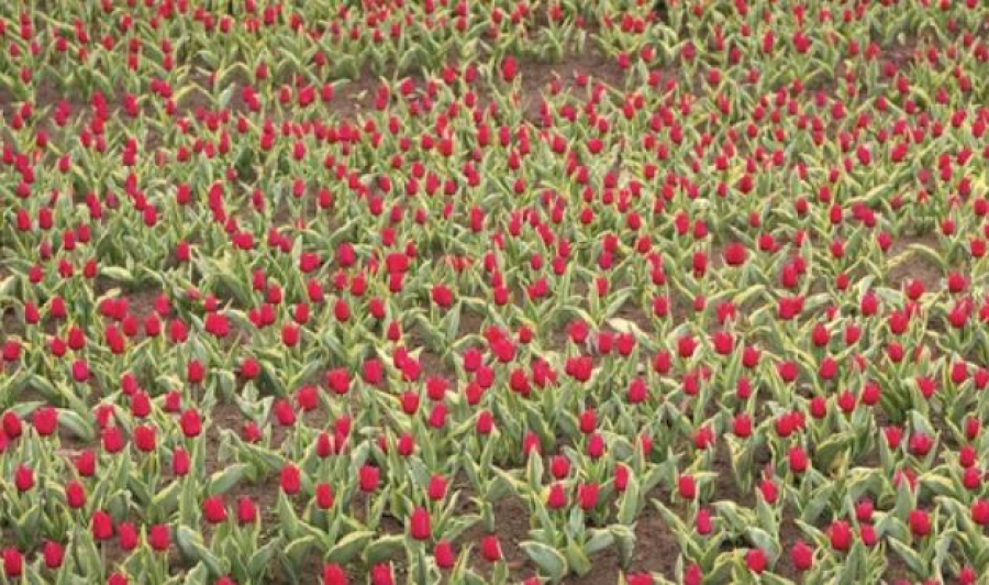 Букет краснокнижных тюльпанов на 12 млн тенге нарвала жительница Шымкента