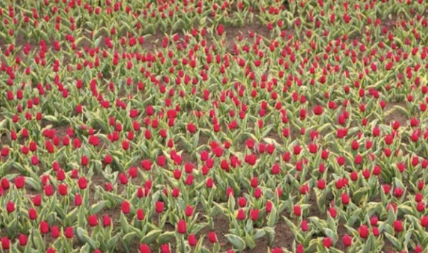 Букет краснокнижных тюльпанов на 12 млн тенге нарвала жительница Шымкента