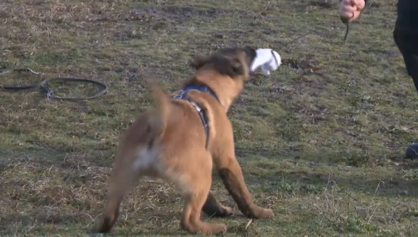 Еліміздің кинологтары есірткі тасымалының 29 дерегін анықтады