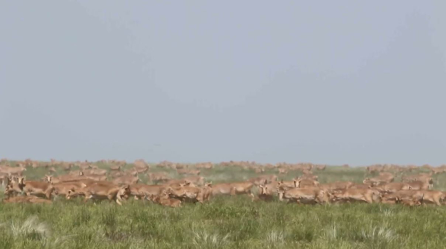 В Кембридже обсудили экопроект Казахстана