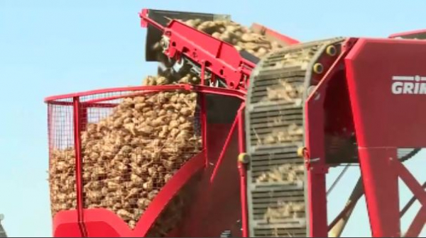 Қант қызылшасы бітік шықты