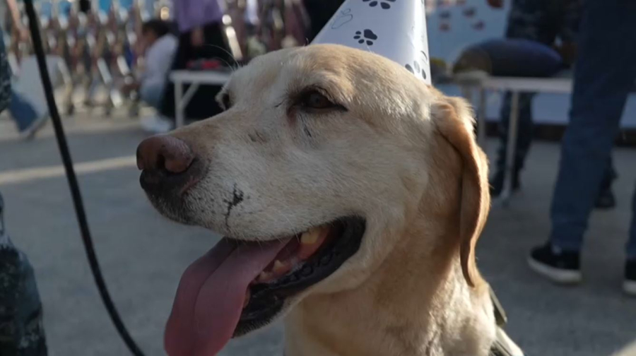 57 килограммов наркотиков за год обнаружила служебная собака в Павлодаре