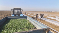 Весенне-полевые работы стартовали в Туркестанской области