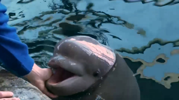 Дельфиндердің сана-сезімі адамдарға жақын  