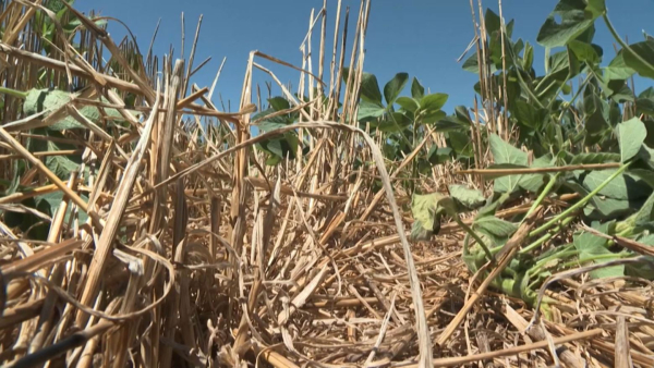 Қуаңшылық аргентиналық шаруаларды шығынға батырды