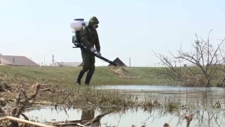 Ертіс жағалауындағы 172 мың га аумақ маса-шіркейге қарсы дәріленеді