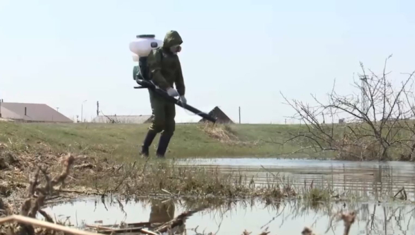 Ертіс жағалауындағы 172 мың га аумақ маса-шіркейге қарсы дәріленеді