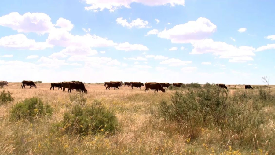 Ақтөбе облысында құнары азайған 2500 гектар жерді тыңайту жұмысы басталды